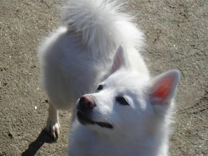 Japansk spids Akira billede 10