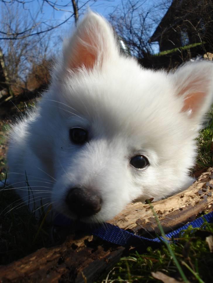 Japansk spids Akira billede 11