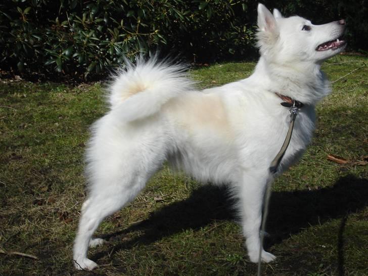 Japansk spids Akira billede 12