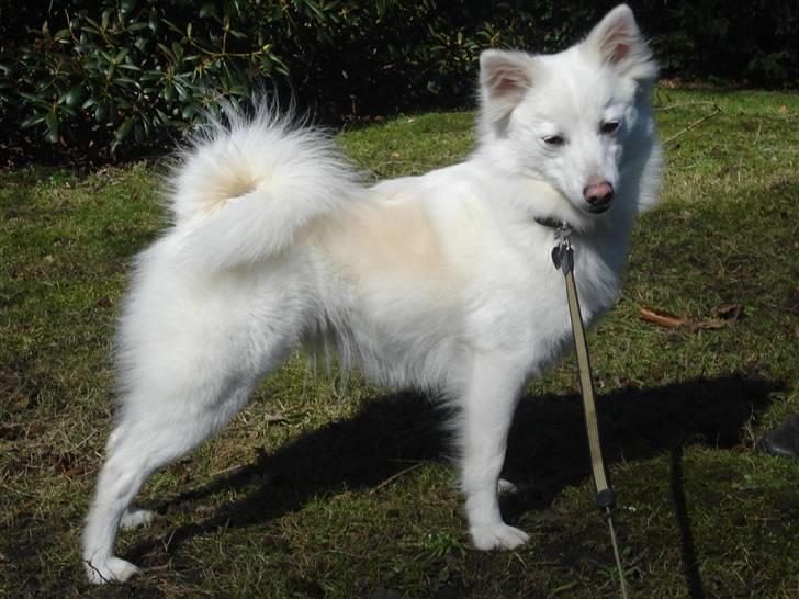 Japansk spids Akira billede 13