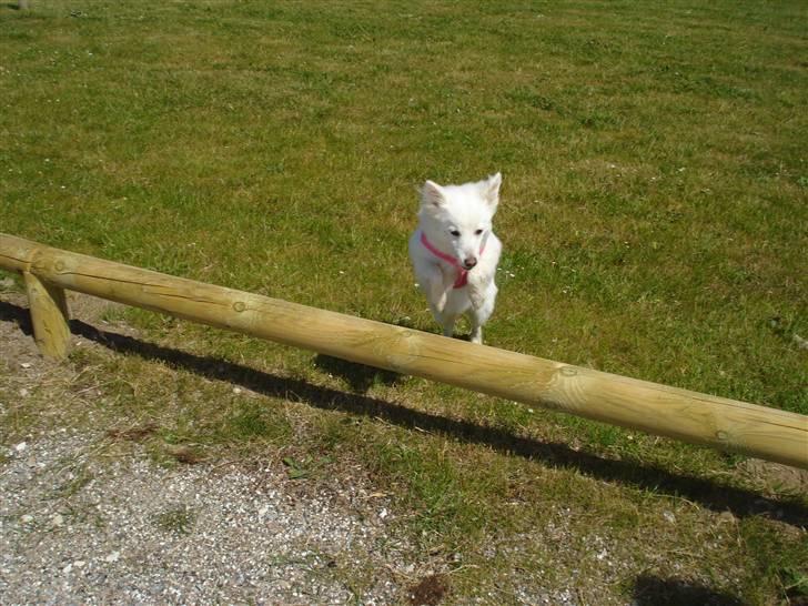 Japansk spids Akira - Hopla billede 14