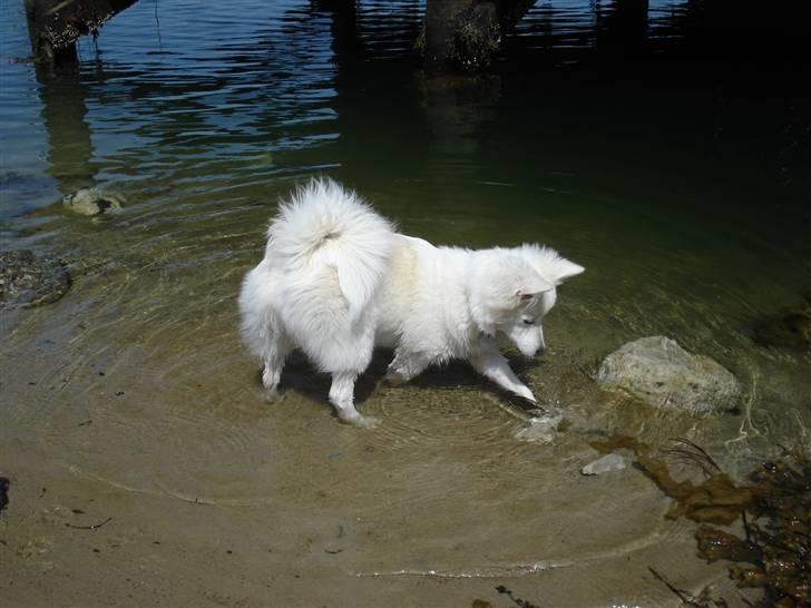 Japansk spids Akira - Akira jagter rejer i vandet:) billede 15