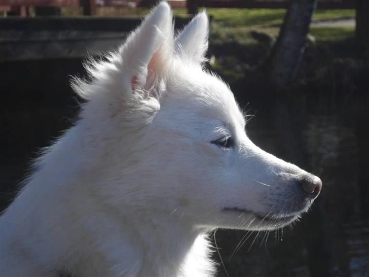 Japansk spids Akira - så stolt billede 16