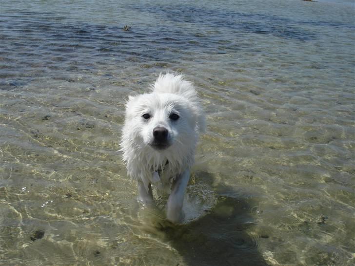 Japansk spids Akira - En rigtig vandhund) billede 17