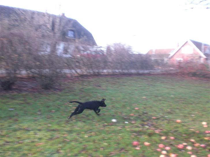 Blanding af racer bibi lige blvet solgt :`( billede 6