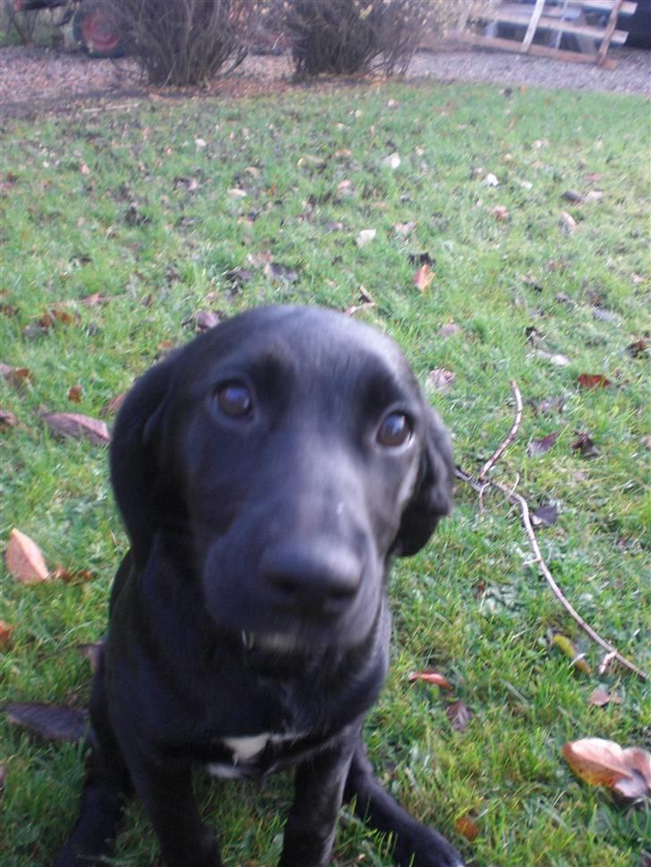 Blanding af racer bibi lige blvet solgt :`( billede 7