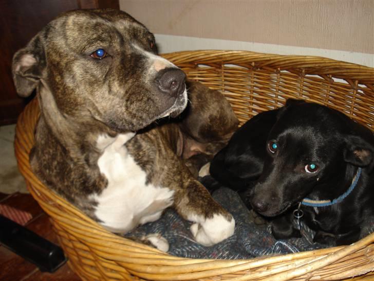 Blanding af racer Julius Von basse "Basse" - Putter lige med Freja billede 18