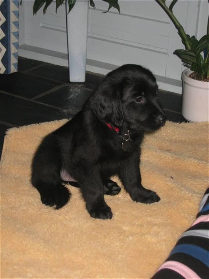 Flat coated retriever CHILI - Chilli lige efter hjemkomst billede 7