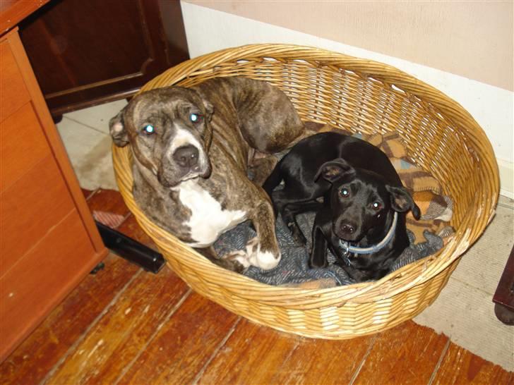 Blanding af racer Julius Von basse "Basse" - Nååhh så sødt billede 19