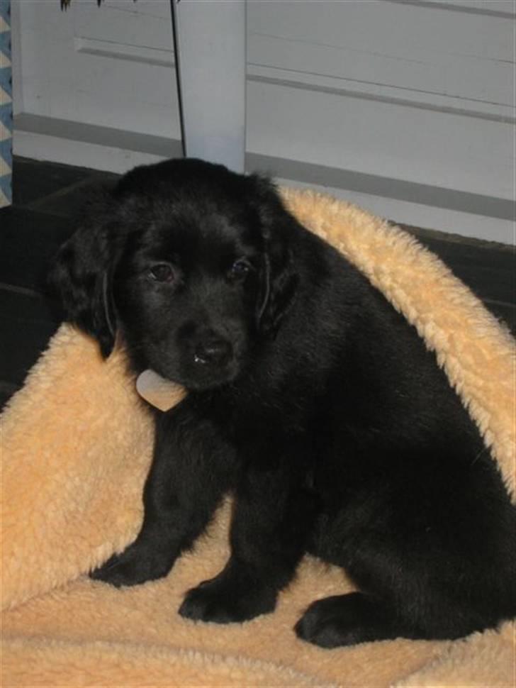 Flat coated retriever CHILI - Chili 8 uger billede 8