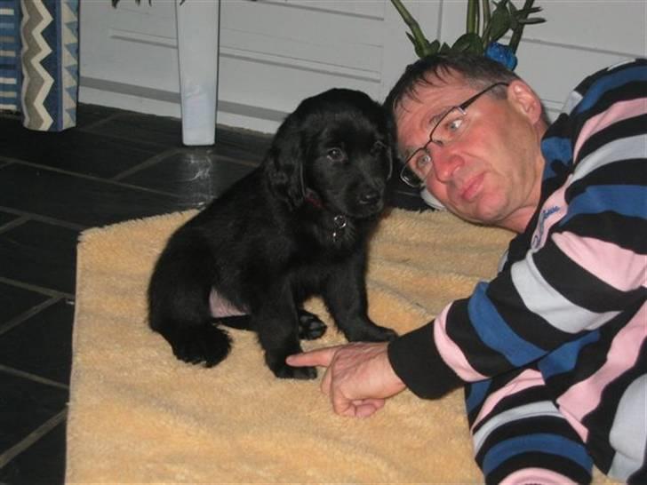 Flat coated retriever CHILI - Chili og "far" billede 4