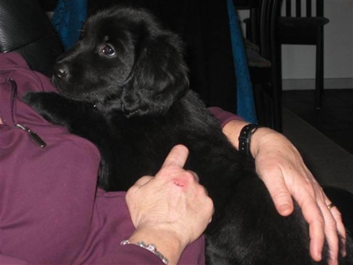 Flat coated retriever CHILI - Hej "mor" billede 5