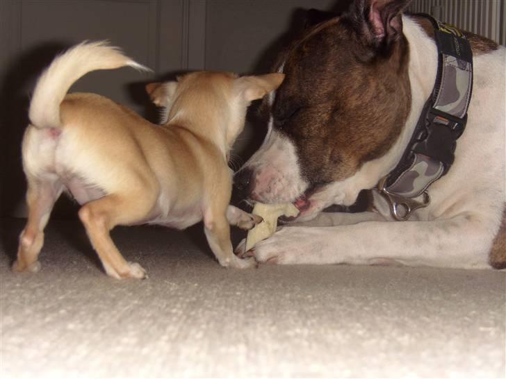 Chihuahua ¨˜”°º•Gucci•º°”˜¨ billede 6