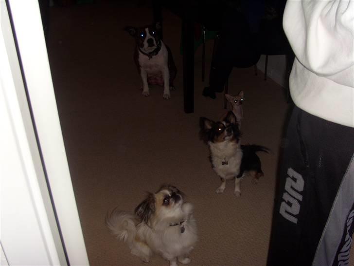 Chihuahua ¨˜”°º•Gucci•º°”˜¨ billede 7