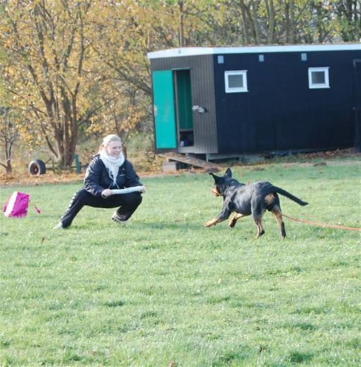 Rottweiler Vom Hause Luna's Django - Django til træning billede 14