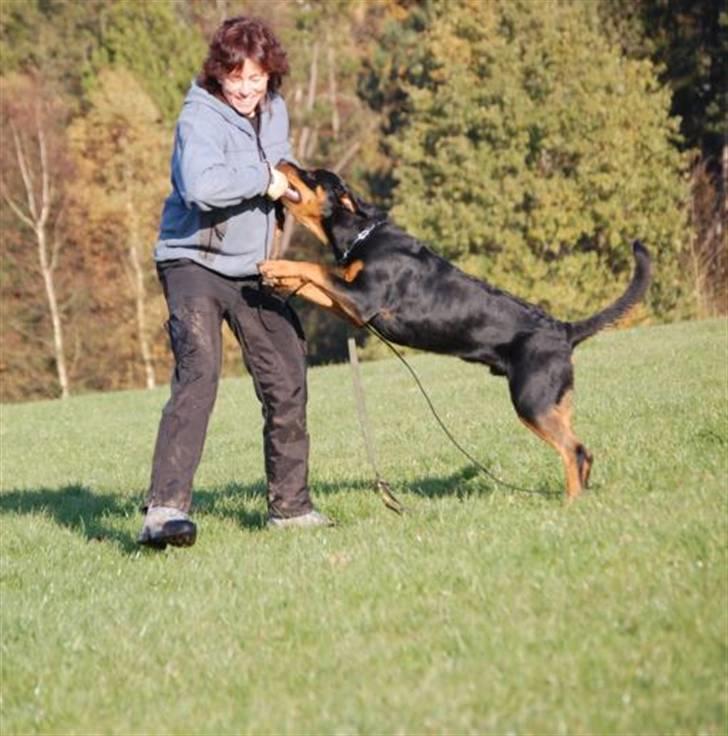 Rottweiler Vom Hause Luna's Django - Django og træner Charlotte billede 15