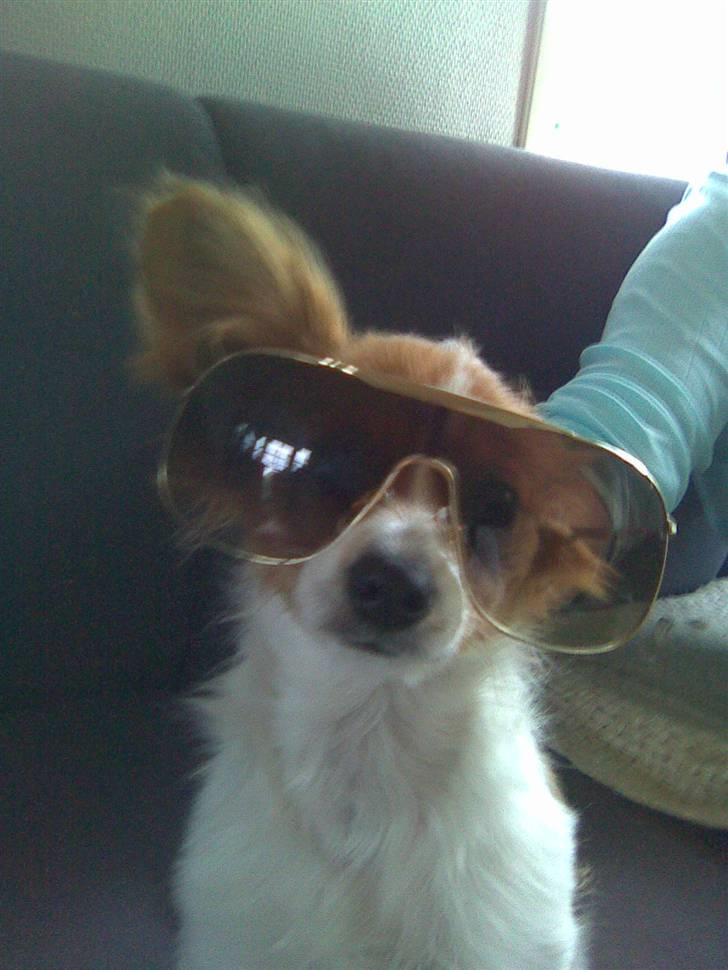 Papillon Tulle billede 3