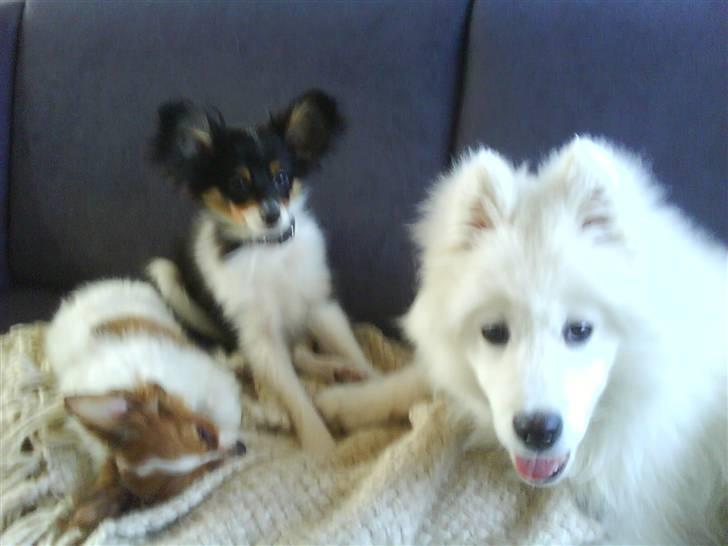 Papillon Tulle - tulle er gået omkuld... hun har leget med Tyson og Bossi hele dagen.. billede 5