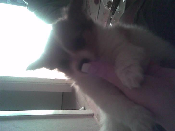 Papillon Tulle - første dag... En meget lille Tulle:) billede 11