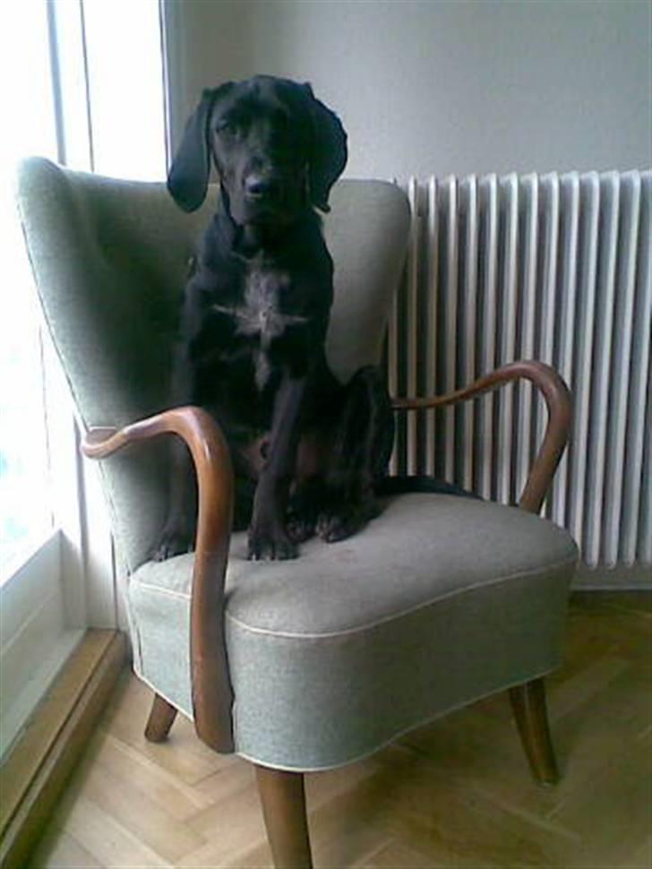 Blanding af racer Frej billede 1