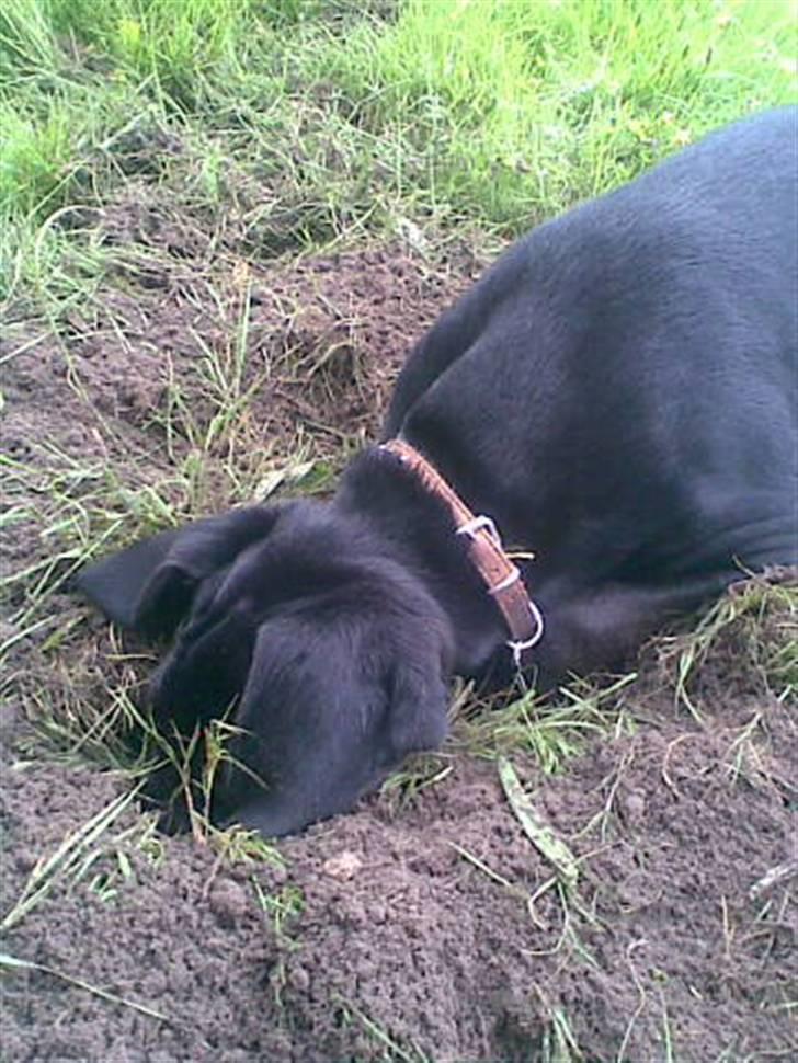 Blanding af racer Frej billede 2