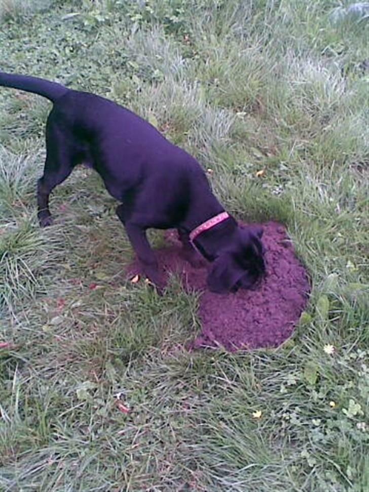 Blanding af racer Frej billede 3