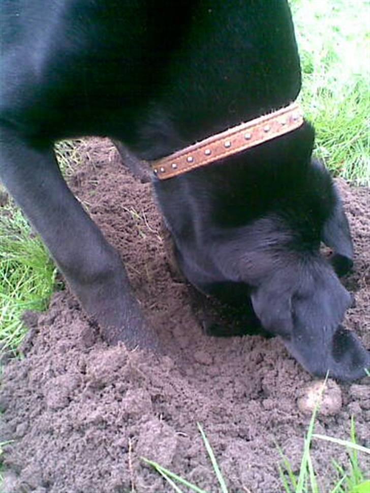 Blanding af racer Frej billede 4