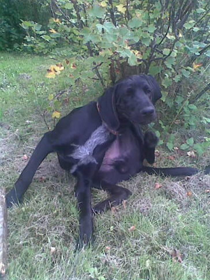 Blanding af racer Frej billede 5