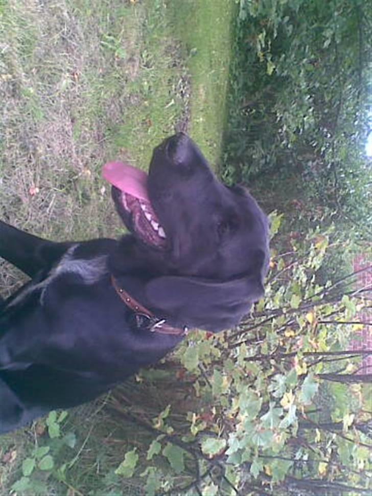 Blanding af racer Frej billede 6