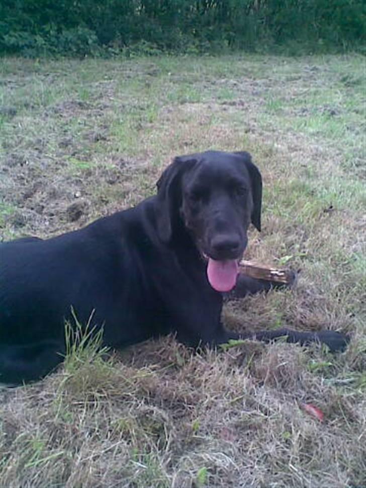 Blanding af racer Frej billede 7