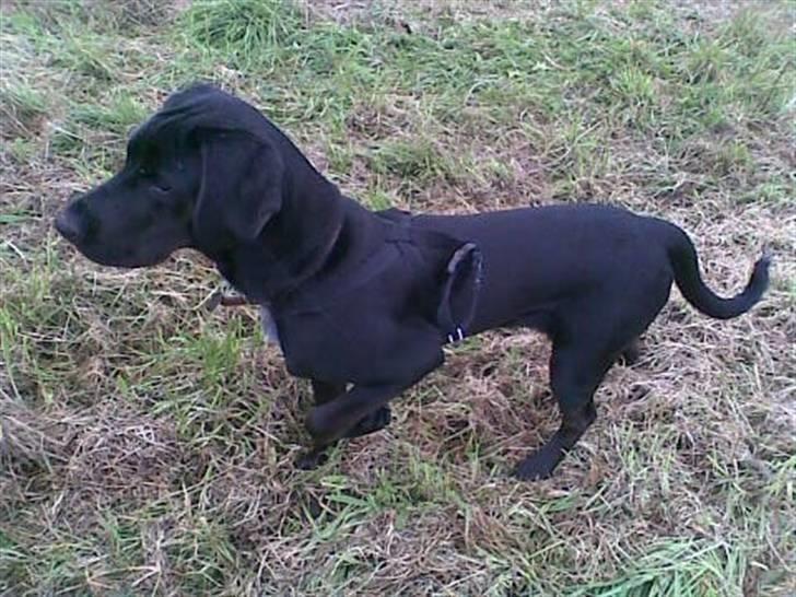 Blanding af racer Frej billede 8