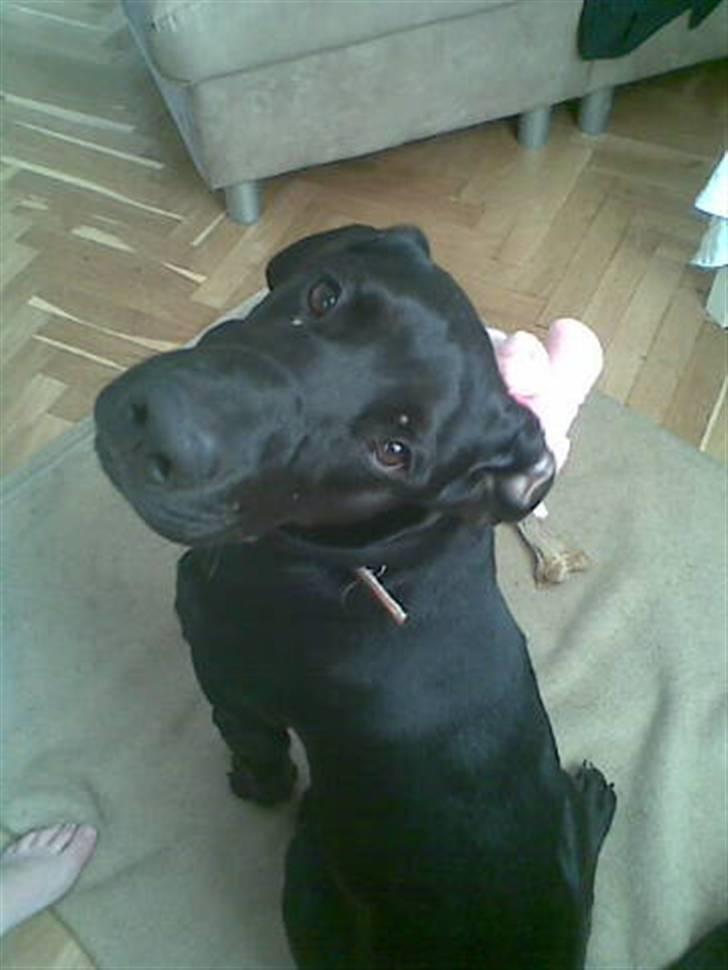 Blanding af racer Frej billede 9