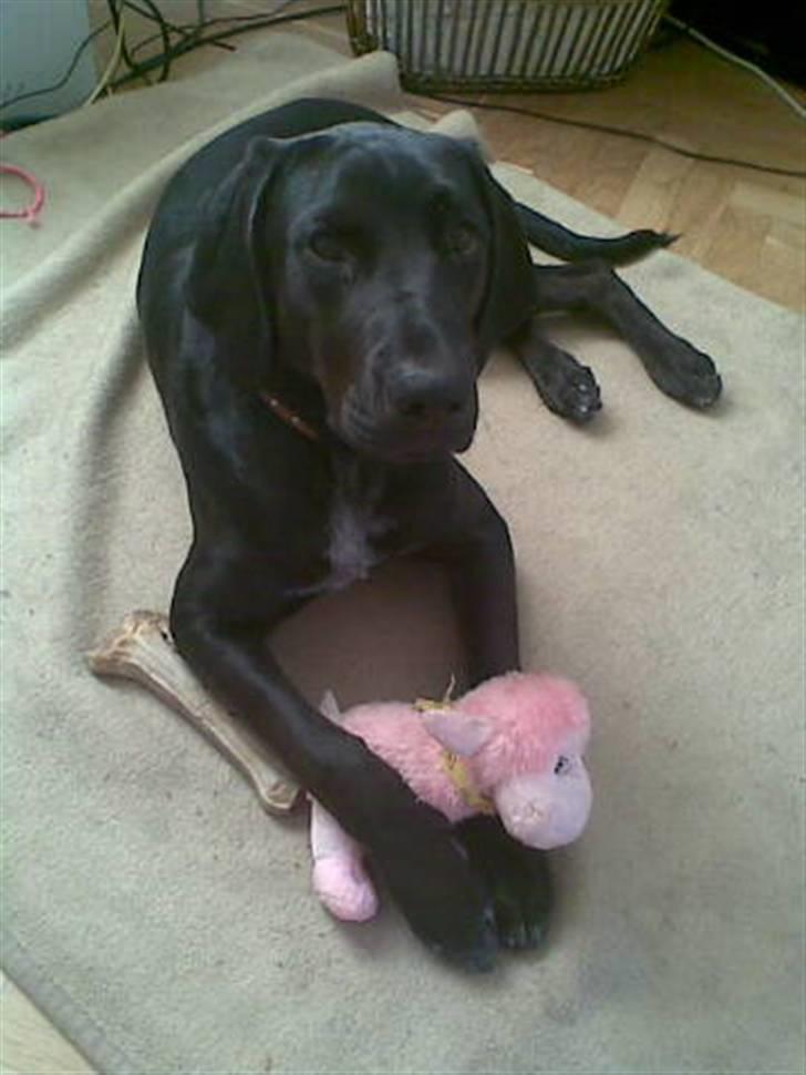 Blanding af racer Frej billede 10