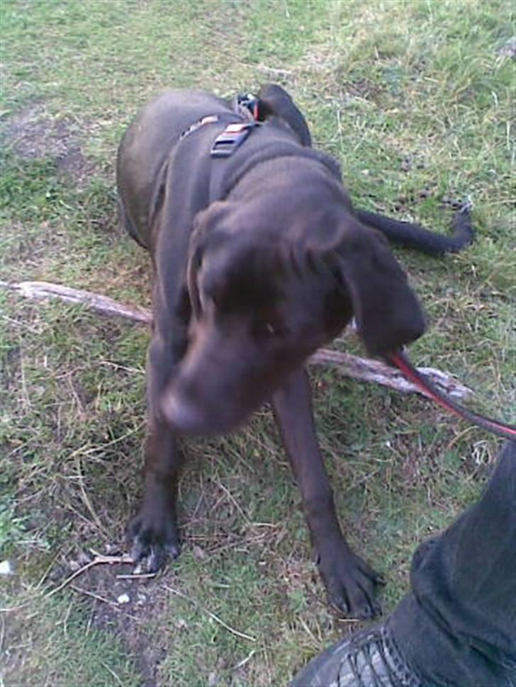 Blanding af racer Frej billede 11