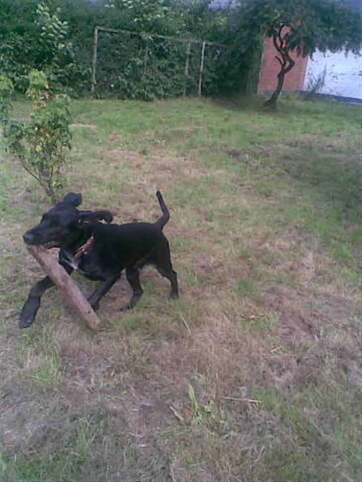 Blanding af racer Frej billede 13