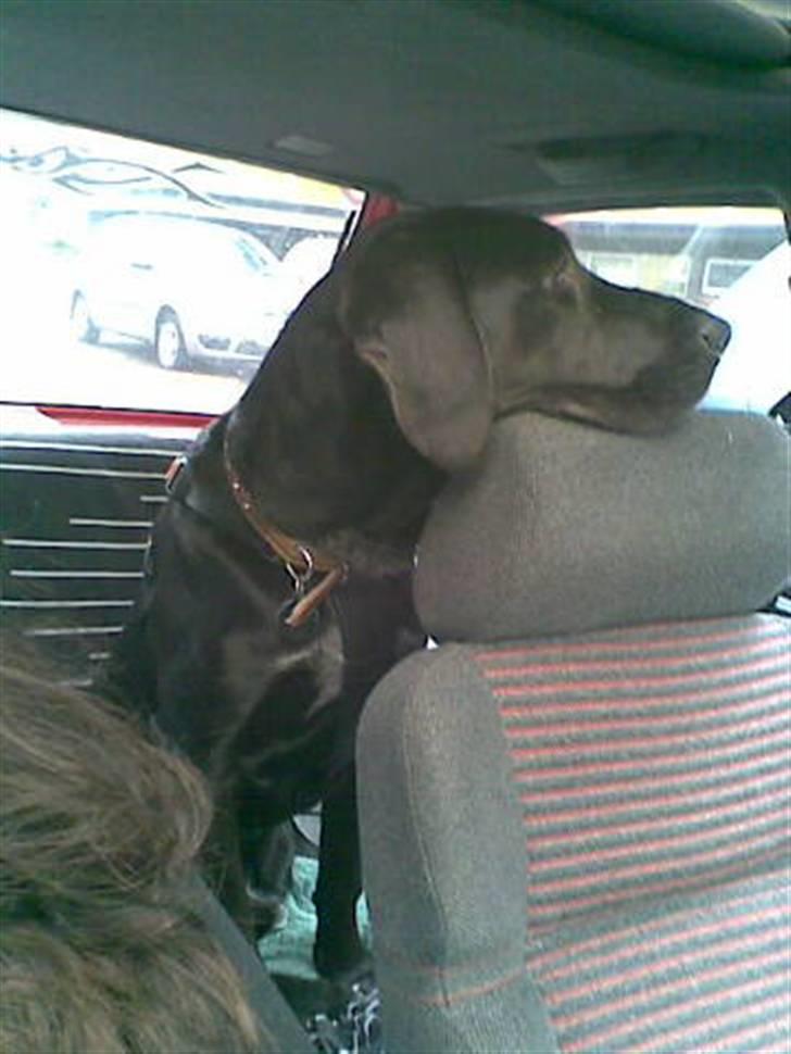 Blanding af racer Frej billede 14