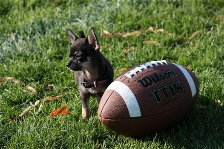 Chihuahua lui billede 1