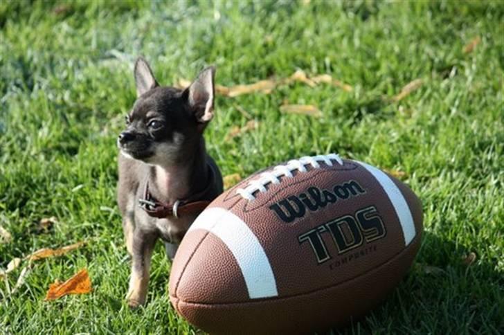 Chihuahua lui billede 2