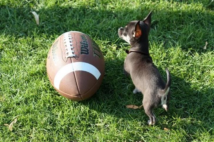 Chihuahua lui billede 3