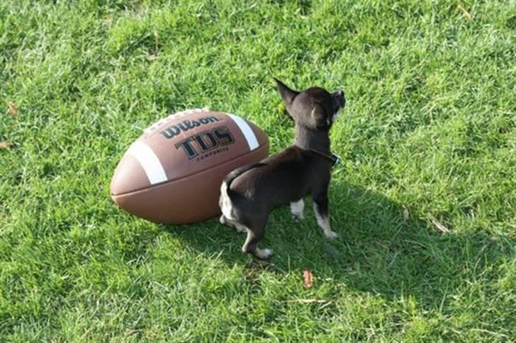 Chihuahua lui billede 4