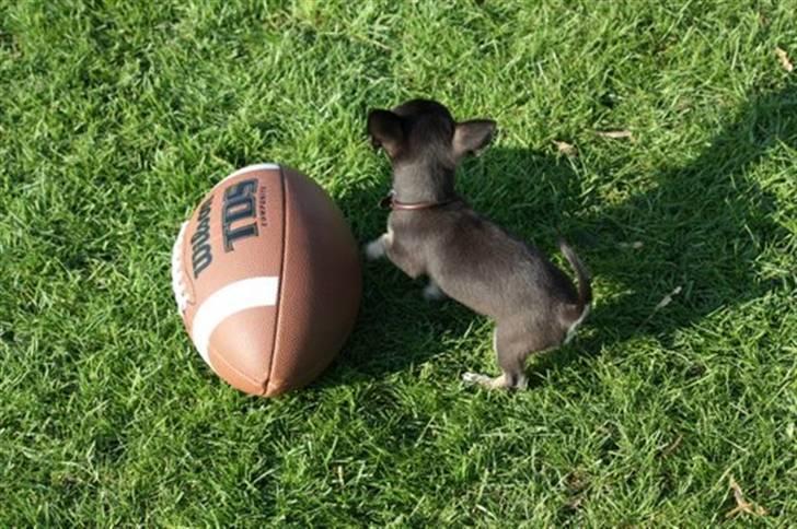 Chihuahua lui billede 5