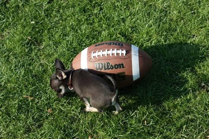 Chihuahua lui billede 6