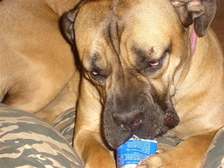 Cane corso malou billede 15