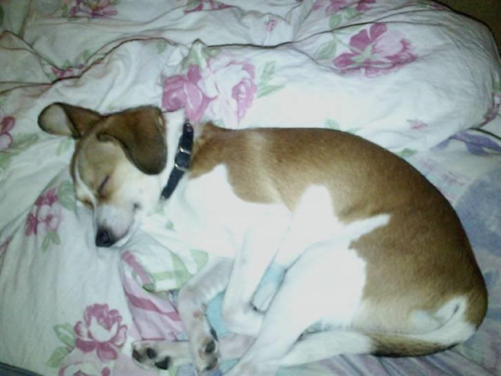 Blanding af racer Sonne - SÅ skal der soves! billede 5