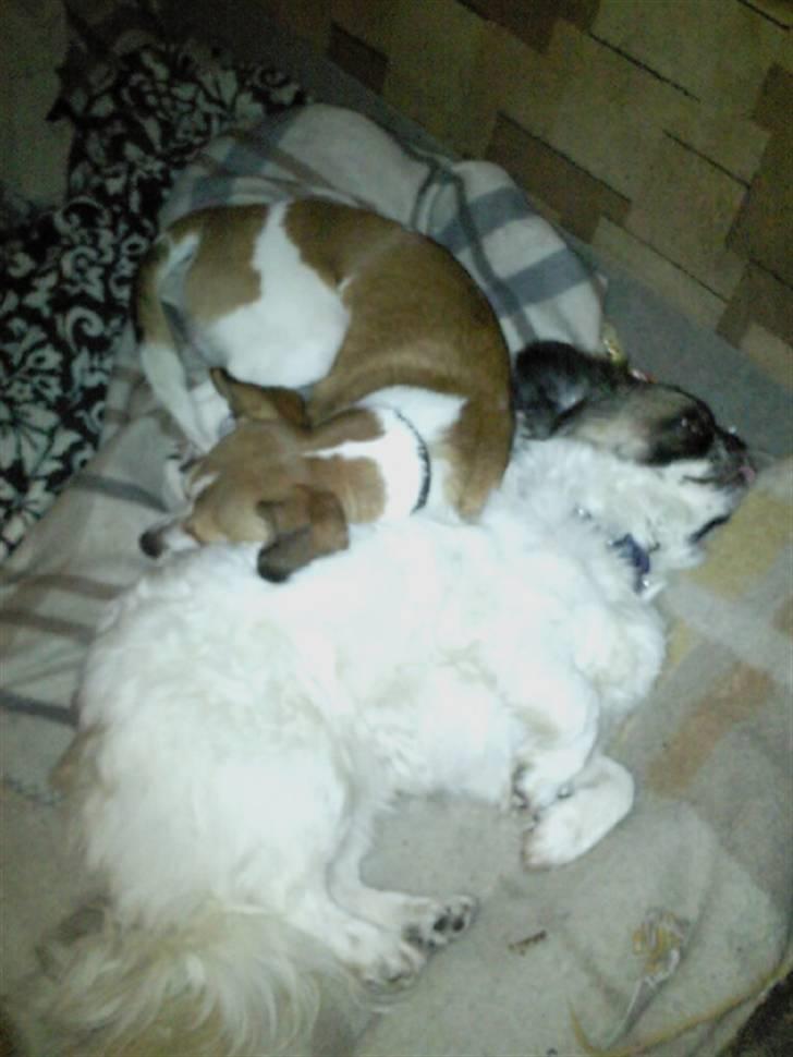 Blanding af racer Ina billede 8