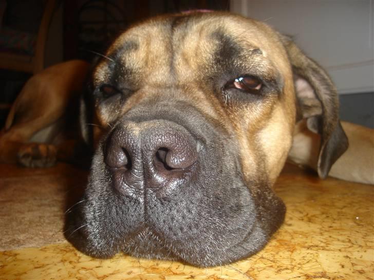 Cane corso malou billede 16