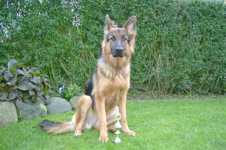 Schæferhund Chica - Chica blev nr 2 i C i klassen billede 19