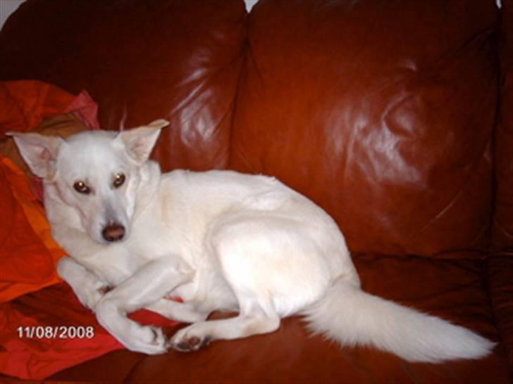 Blanding af racer Lui billede 14