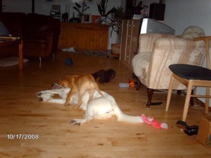 Blanding af racer Lui billede 15