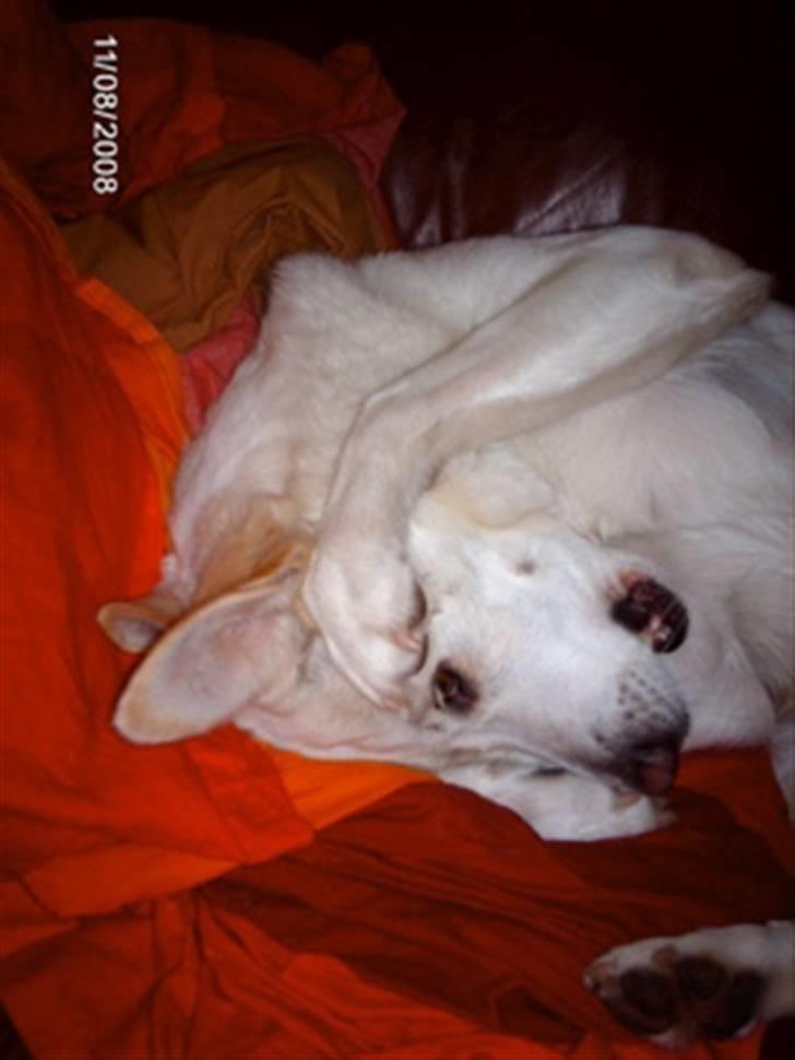 Blanding af racer Lui billede 16